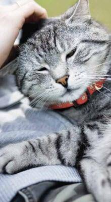 Sovende kat