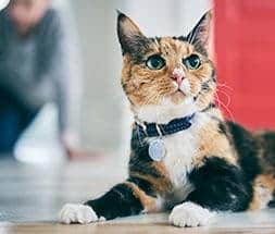 Kat og ejer