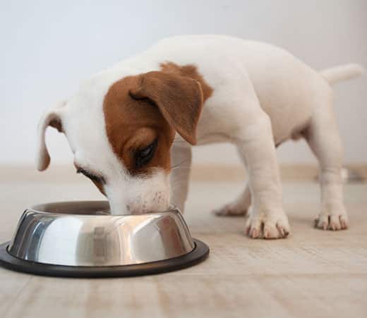 Jack Russell Terrier-hvalp, der spiser af en sølvfarvet madskål.
