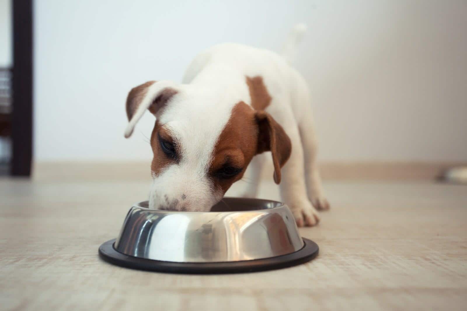 Jack Russell Terrier-hvalp spiser foder af en sølvfarvet madskål.