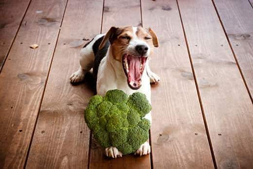 Jack Russell terrier ligger på trægulv med broccoli mellem poterne.