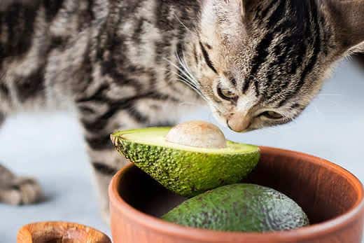 Killing spiser moden avocado. Blødt fokus.