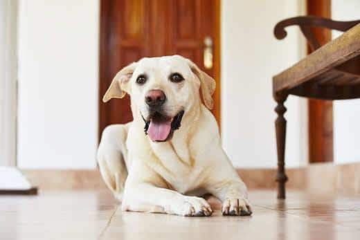 Labrador retriever ligger på gulvet derhjemme.