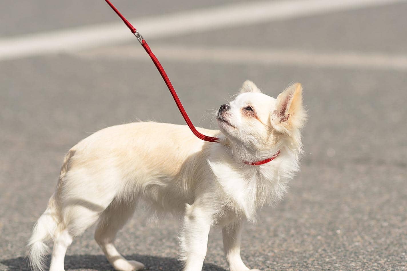 Langhåret Chihuahua-hund rynker panden i den stærke sol, mens den er i snor.