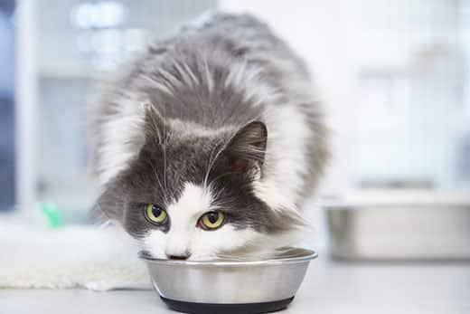 Langhåret grå og hvis kat, der spiser fra en katteskål