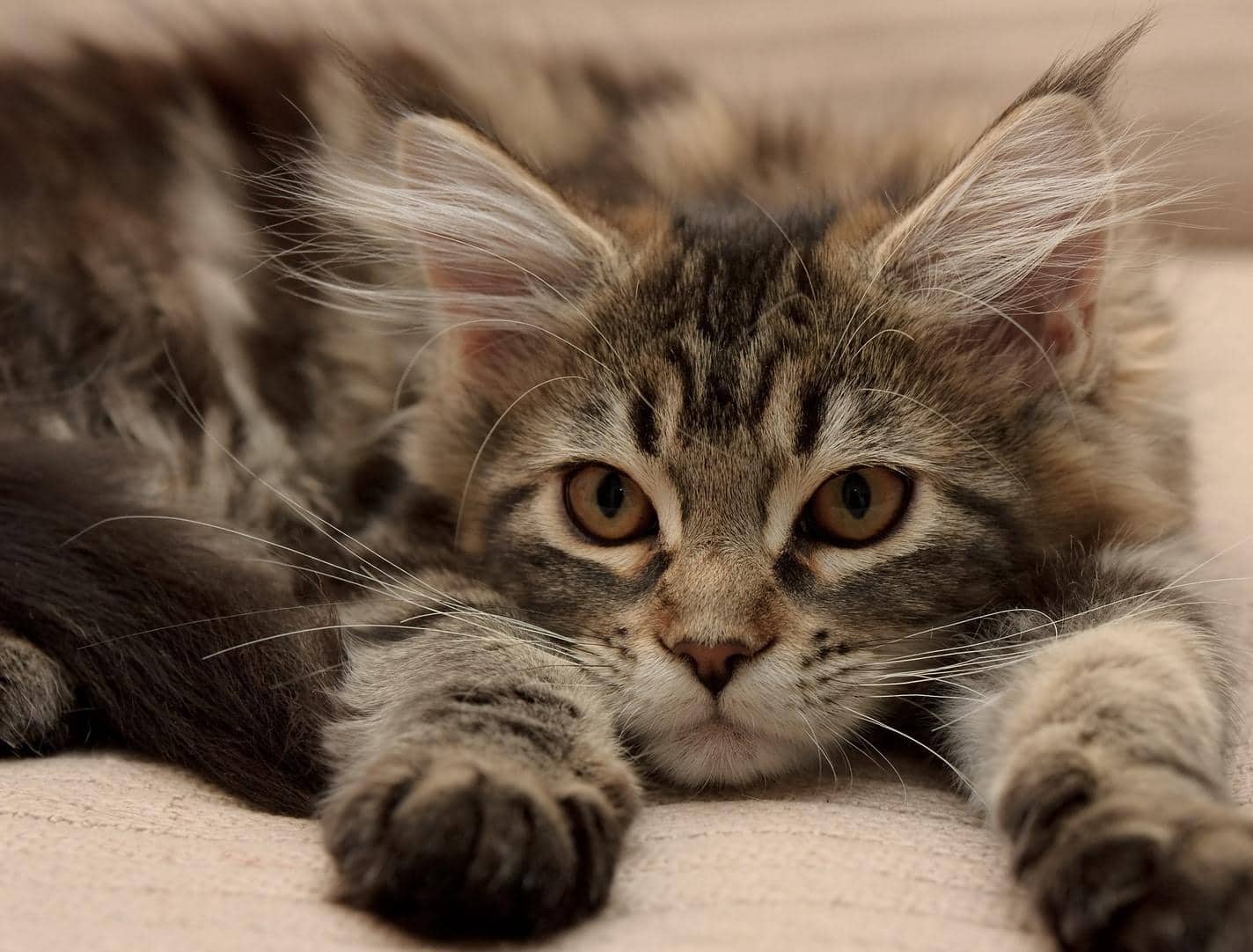maine coon killing ligger ned, mens den presser poterne forud