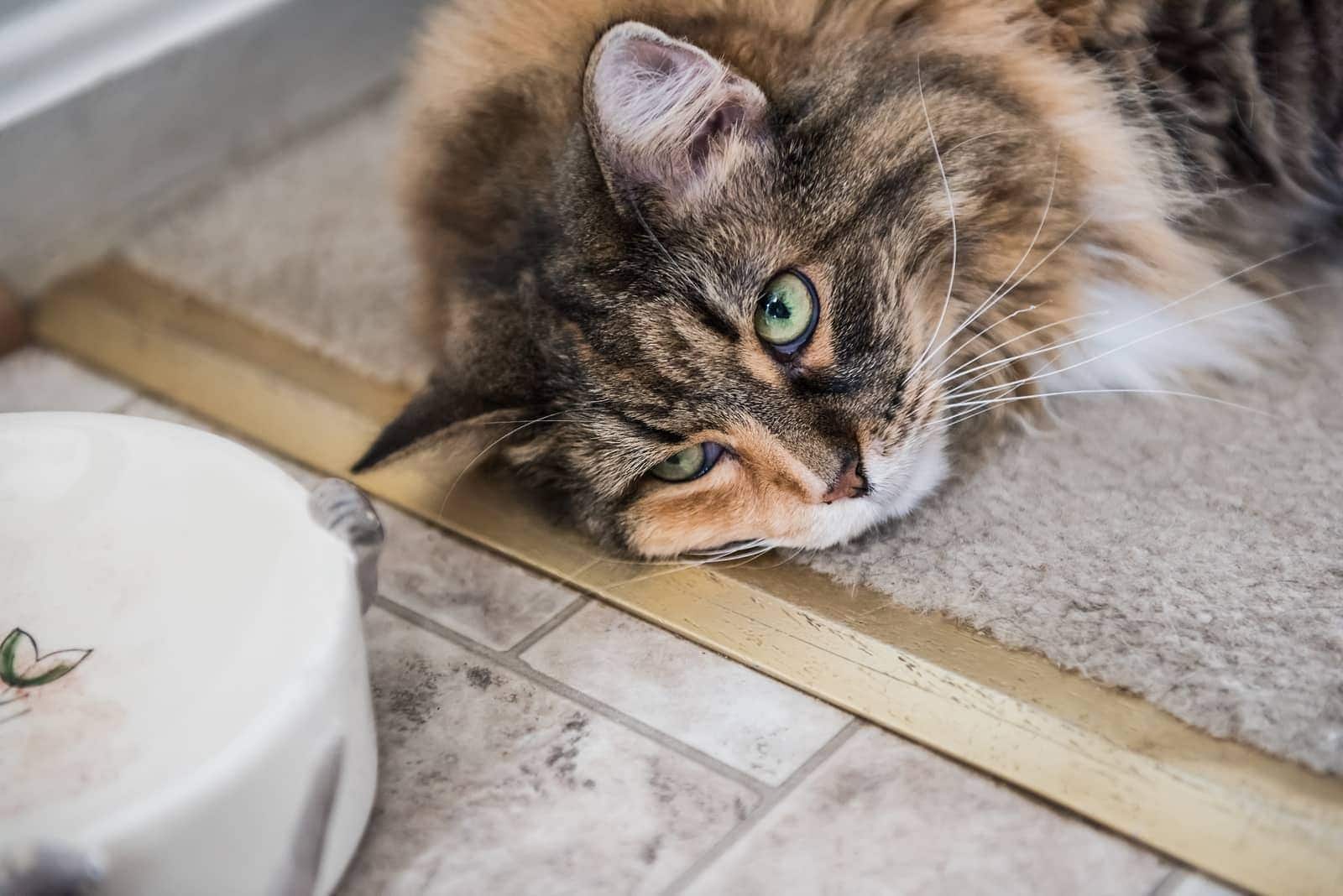 Maine Coon kat ligger på gulvet ved siden af en madskål