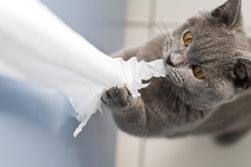 Grå kat tygger og trækker i toiletpapir.