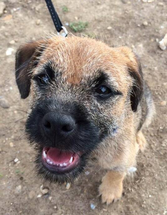 Hunden Monty smiler