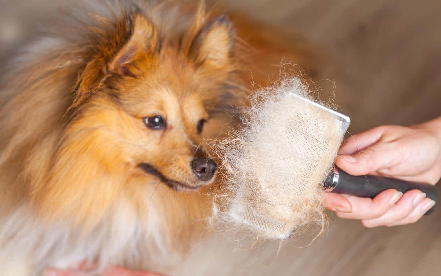 Orange og hvid langhåret hund i færd med at blive børstet.