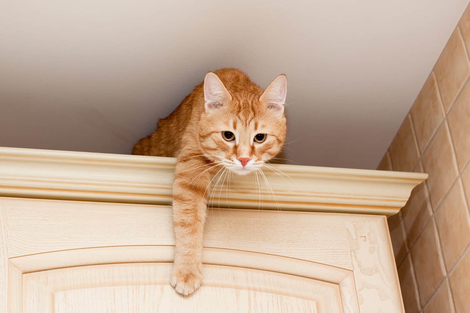 En ung, rød tabby kat sidder på et køkkenbord.