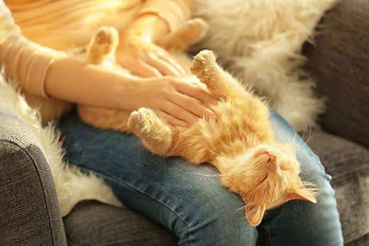 Orange tabby-kat ligger på ryggen på en kvindes skød, mens kvinden kæler den på brystet.