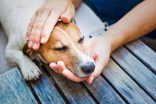 Person, der holder hovedet på en Jack Russell-terrier, der ligger på et dæk.