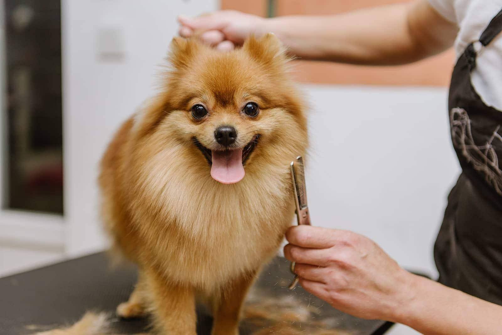 Hvid pomeranian blandingsrace bliver børstet
