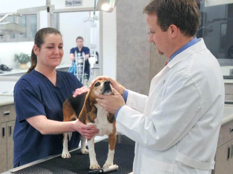 Dyrlæge og veterinærtekniker undersøger en beagle, som ligger på et bord.