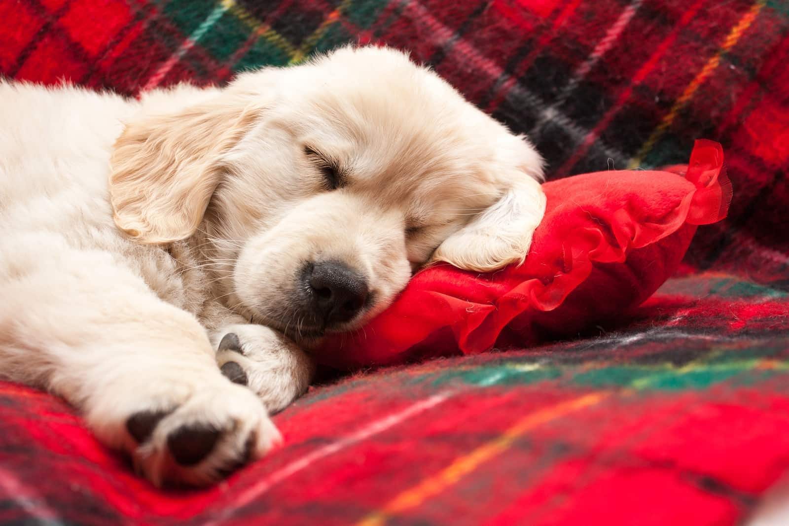 Golden retriever-hvalp sover på et rødt tæppe.