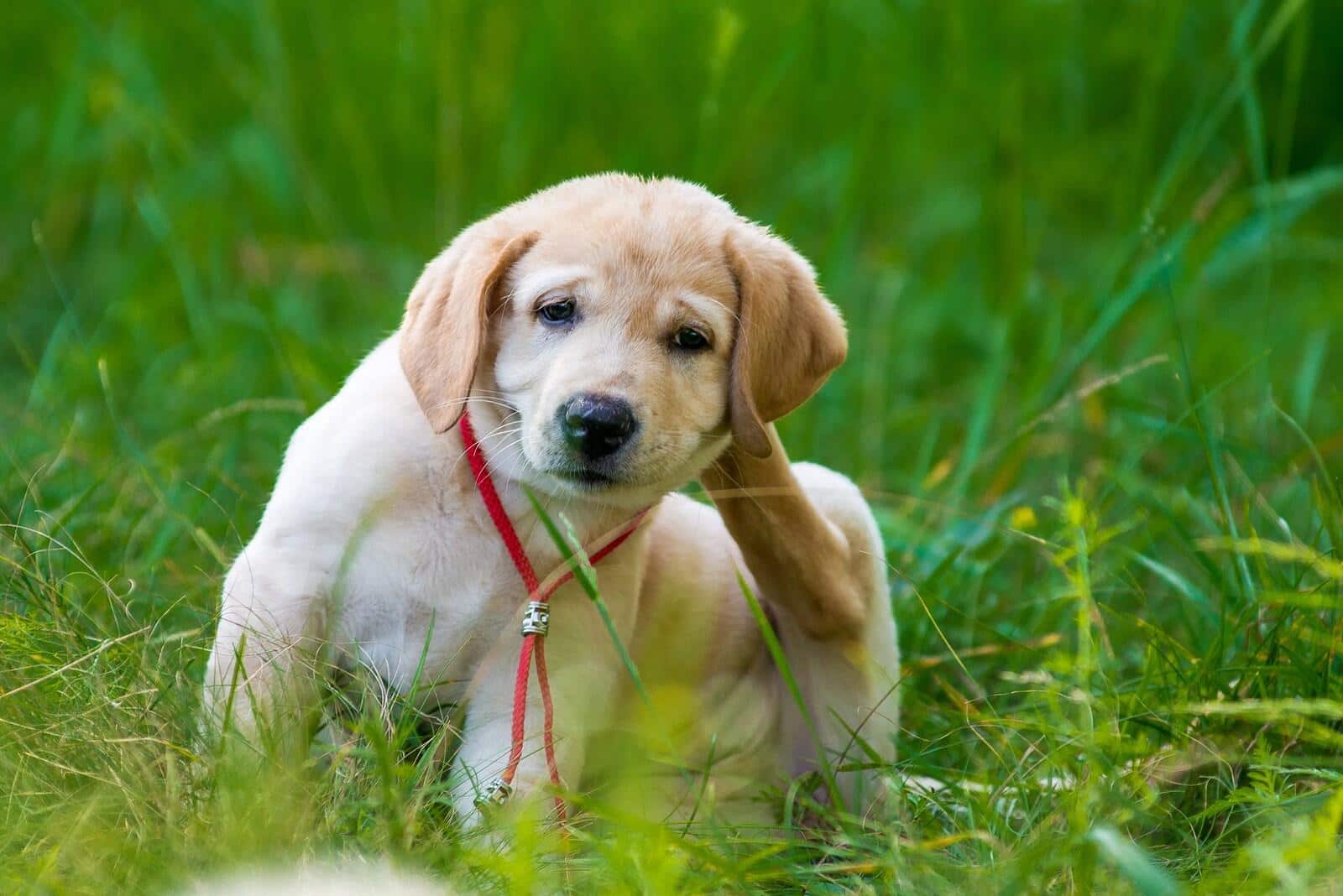 Golden retriever-hvalp klør sig i græsset på grund af flåter