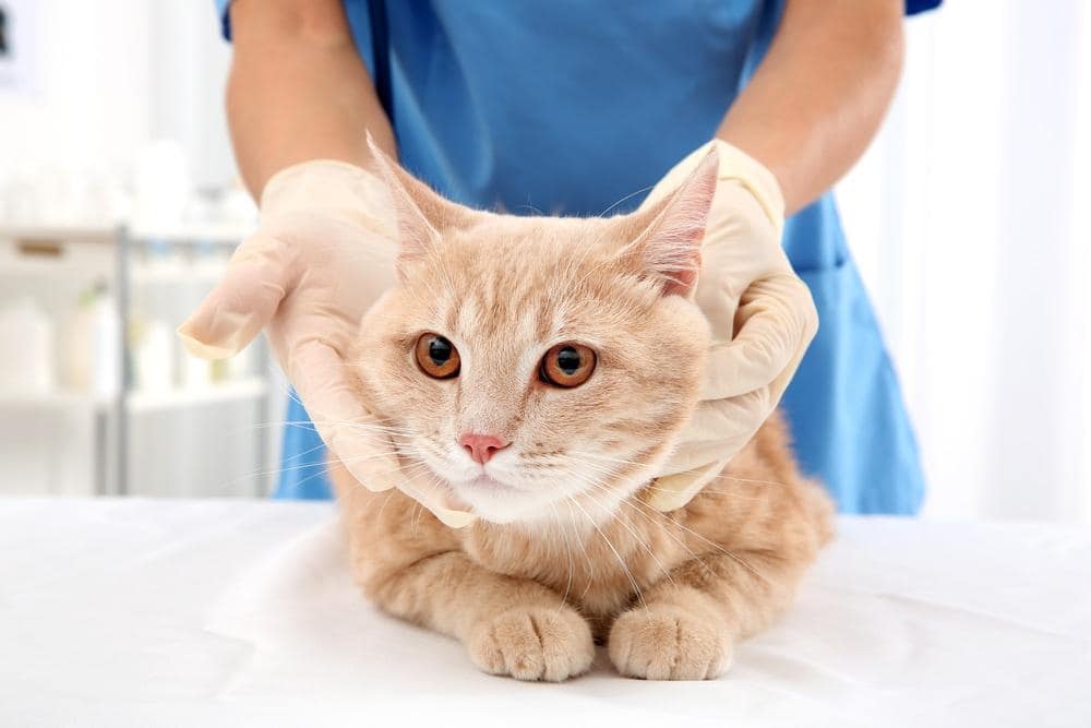Rød tabby kat i dyrlægeklinik