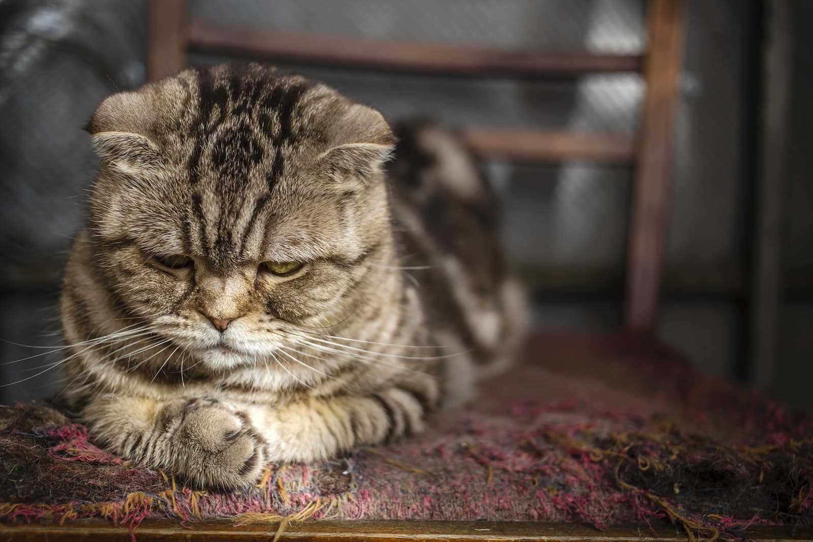 Ældre Scottish Fold kigger på sine poter, mens den sidder på en gammel stol.