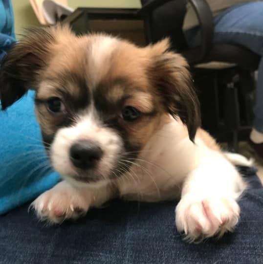 small-puppy-laying-on-lap Small brown and white puppy laying on a lap.