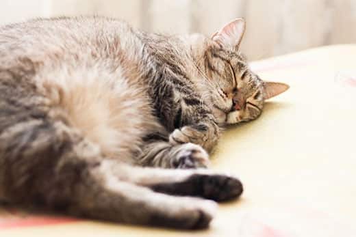 Stribet kat sover.