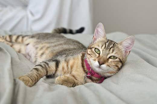 Grå, stribet tabby liggende på seng