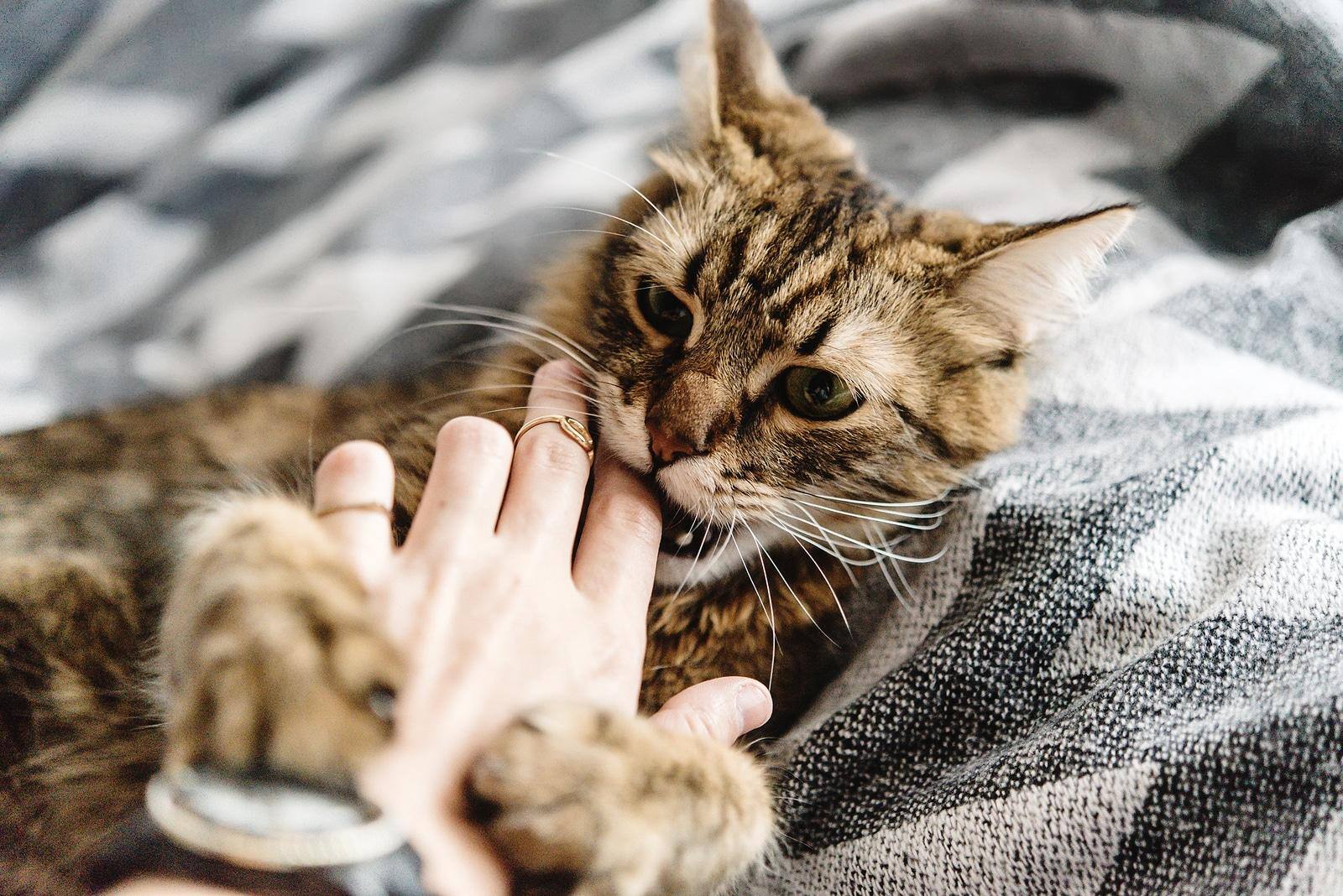 Stribet tabby-kat slikker på ejeres finger
