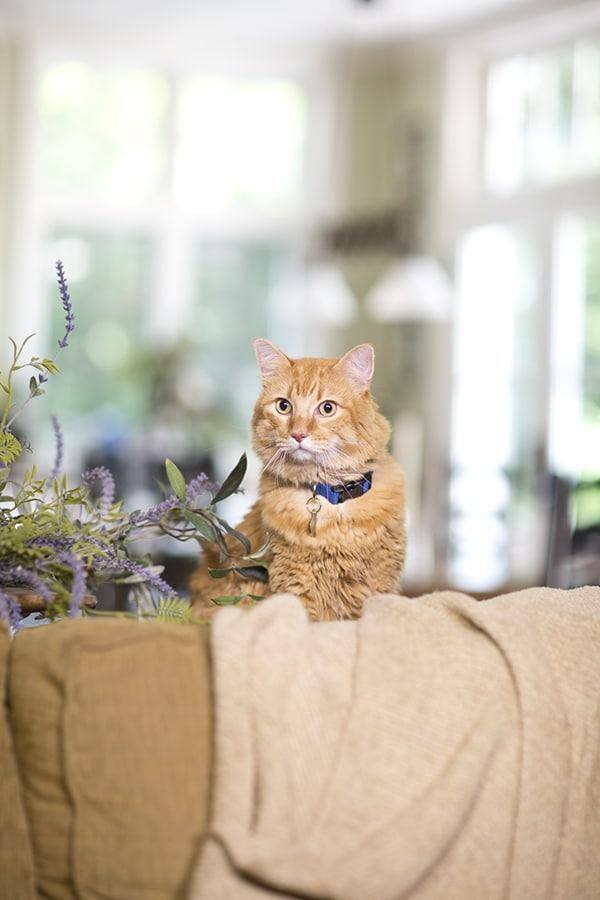 Orange kat sidder bag sofa ved siden af lilla plante
