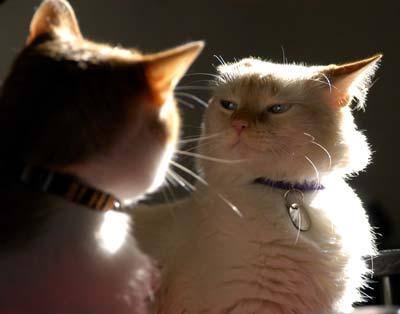 to katte, en der er gal, (noget støj i fuld størrelse)