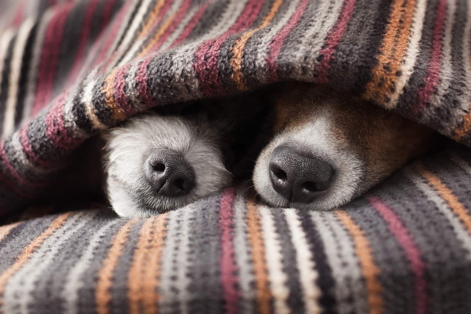 Two dog noses stikker ud fra et tæppe