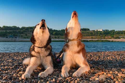 To siberian huskyer hyler, mens de ligger på stranden.