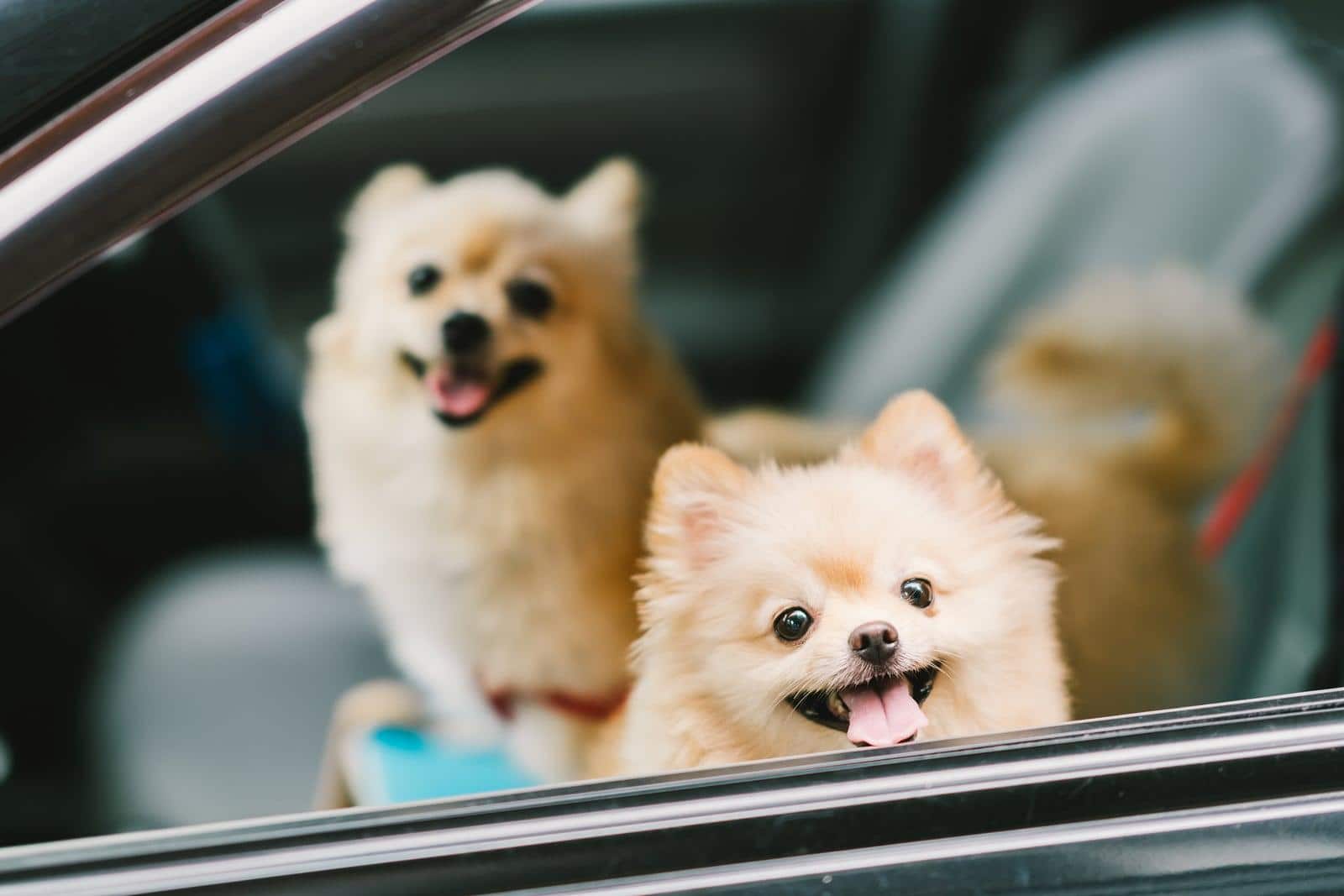To pomeranianer hunde smiler i en bil.