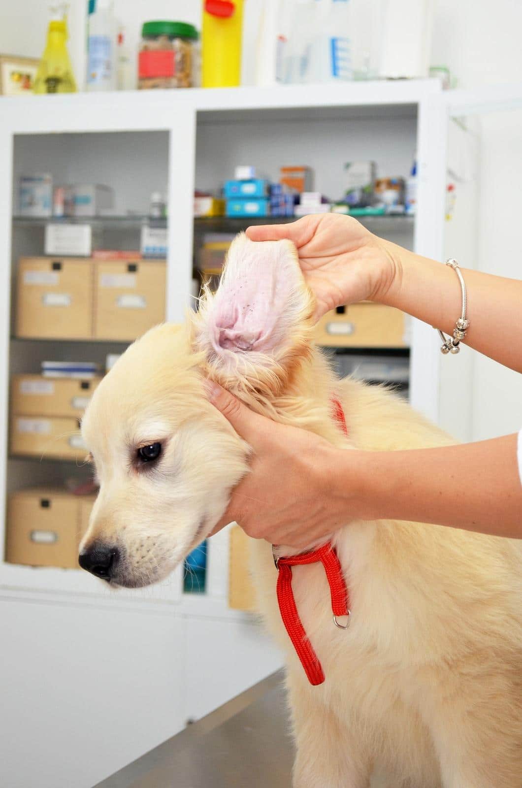 Golden retriever hos dyrlæge i færd med at få sine ører tjekket