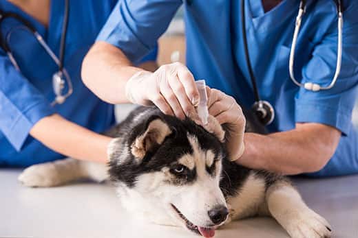 Dyrlæger giver en husky øredråber, mens de sidder på laboratoriebordet.