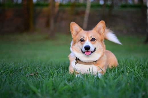 Smilende welsh corgi pembroke ligger ned i det grønne græs