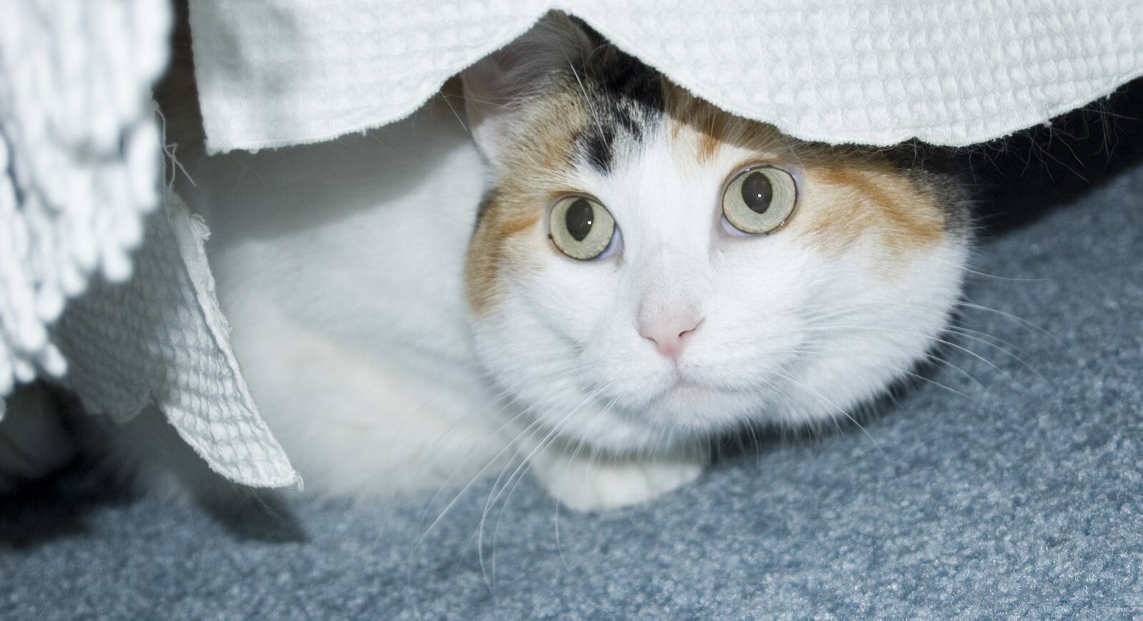 Hvid calico-kat gemmer sig under seng.