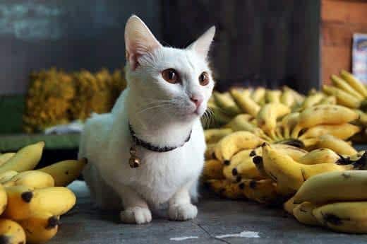hvid kat sidder ved sidden af mange bunker bananer