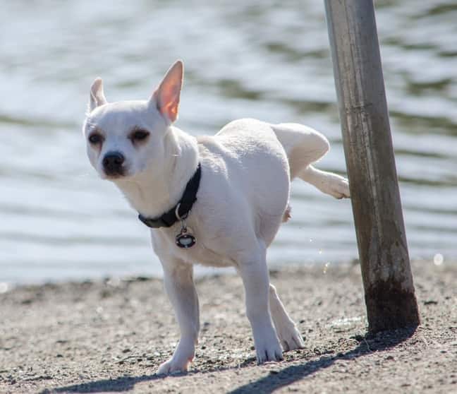 Hvid chihuahua tisser på stang ved stranden