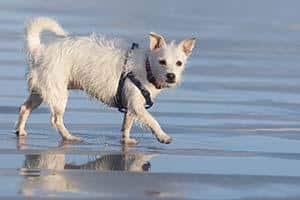 Våd hund løber langs stranden med snor