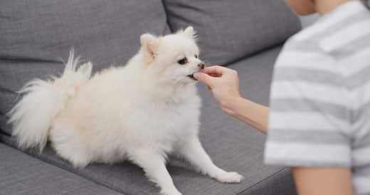 Kvindes hånd fodrer en lys pomeranian, som sidder på grå sofa.
