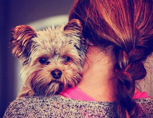 En nuttet Yorkshire-terrier kigger frem fra en kvindes skulder