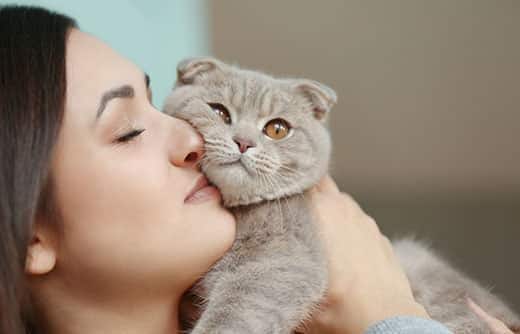 Kvinde kæler med grå scottish fold-kat.