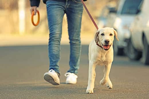 Ejer og labradorhund går tur i byen med ufokuseret baggrund