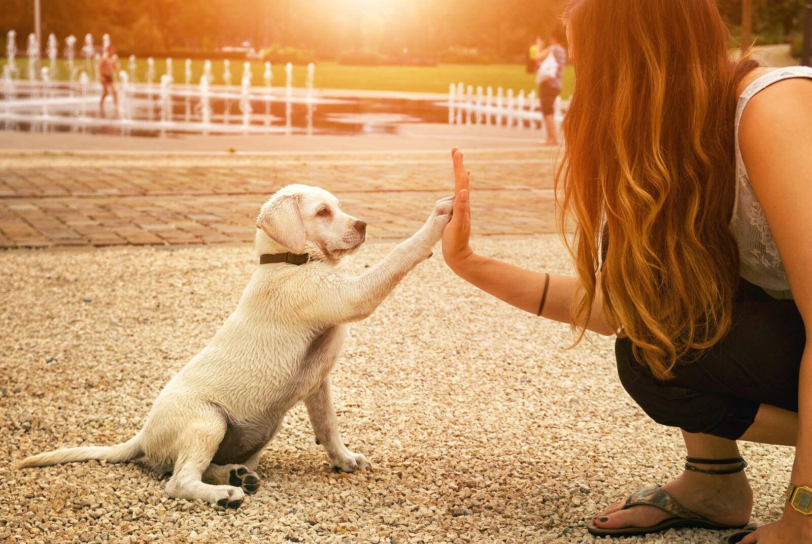 Gul labrador-hvalp og kvinder giver hinanden highfive i parken ved solnedgang.