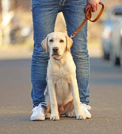 Labrador sidder på ejerens fødder på en snor