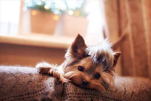 Yorkshireterrier ligger på sofa på et brunt tæppe.