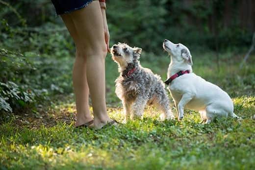 ung kvinde leger med hunde i går