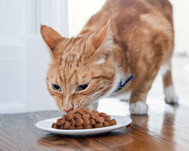 Cat eating from a bowl