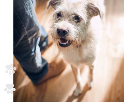 hund spiser foder