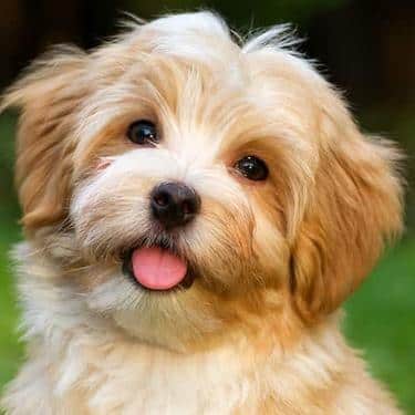hund